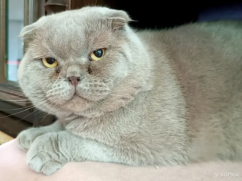 Василий - лиловый вислоухий кот в дар