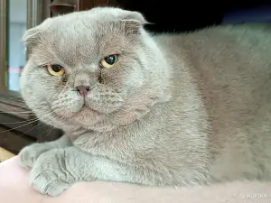 Василий - лиловый вислоухий кот в дар