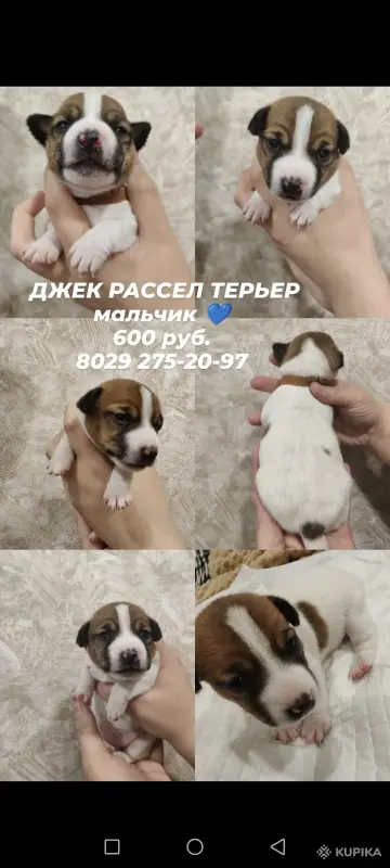 Собаки - Джек Рассел терьер щенки мальчик - Быхов Джек Рассел терьер щенки мальчик - Быхов - 264575 - Доска объявлений Kupika.by