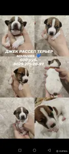 Джек Рассел терьер щенки мальчик
