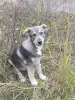 Щенки - Вся Беларусь - 265440 - Доска объявлений Kupika.by - Фото 14