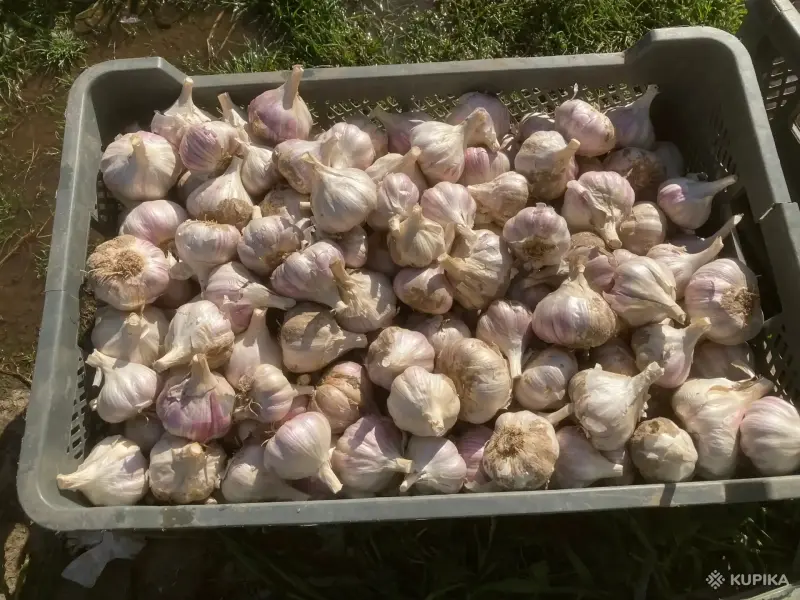 Продукты питания - Чеснок Лидер - Пинск Чеснок Лидер - Пинск - 264835 - Доска объявлений Kupika.by