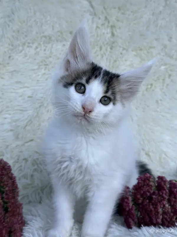 Кошки - Мейн-кун котята - Вся Беларусь - Фото 8 Мейн-кун котята - Вся Беларусь - 264222 - Доска объявлений Kupika.by - Фото 8