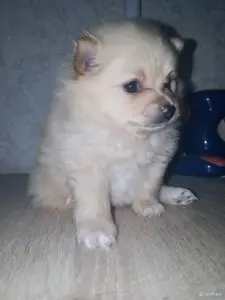 Щенки