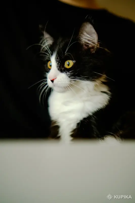 Кошки - Котята Бадун и Носок (5 месяцев) ищут дом - Уречье - Фото 6 Котята Бадун и Носок (5 месяцев) ищут дом - Уречье - 264858 - Доска объявлений Kupika.by - Фото 6