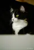 Кошки - Котята Бадун и Носок (5 месяцев) ищут дом - Уречье - Фото 6 Котята Бадун и Носок (5 месяцев) ищут дом - Уречье - 264858 - Доска объявлений Kupika.by - Фото 6