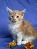 Кошки - Мейн-кун котята - Ружаны - Фото 4 Мейн-кун котята - Ружаны - 263816 - Доска объявлений Kupika.by - Фото 4