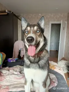 Собака