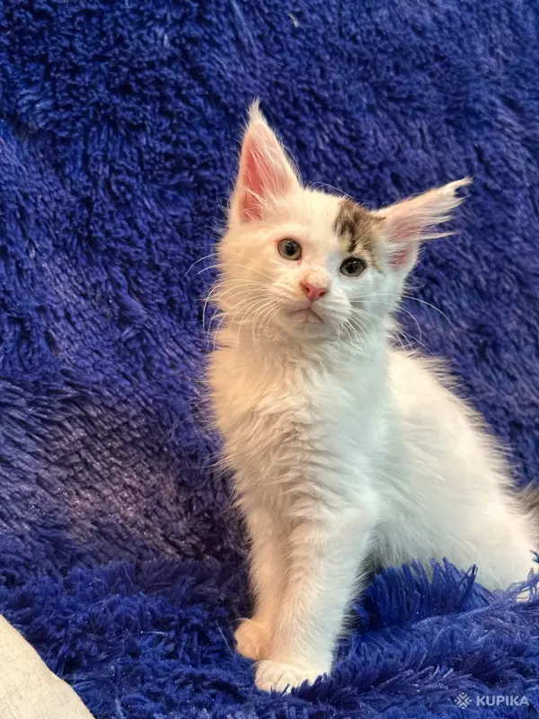 Кошки - Мейн-кун котята - Комарин - Фото 7 Мейн-кун котята - Комарин - 264967 - Доска объявлений Kupika.by - Фото 7