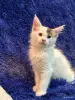 Кошки - Мейн-кун котята - Комарин - Фото 7 Мейн-кун котята - Комарин - 264967 - Доска объявлений Kupika.by - Фото 7