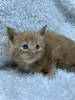 Мейн-Кун котята - Вся Беларусь - 264197 - Доска объявлений Kupika.by