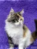 Мейн-кун котята - Вся Беларусь - 265262 - Доска объявлений Kupika.by