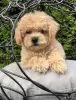 Собаки - Мальтипу мини - Лида - Фото 4 Мальтипу мини - Лида - 264723 - Доска объявлений Kupika.by - Фото 4