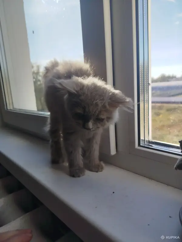 Котята бесплатно - Вся Беларусь - 264160 - Доска объявлений Kupika.by - Фото 5