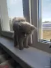 Котята бесплатно - Вся Беларусь - 264160 - Доска объявлений Kupika.by - Фото 5