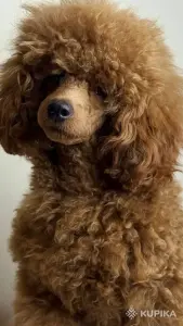 Собаки