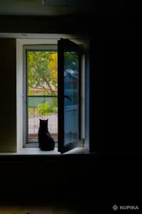 Кот Джексон (3 года) ищет дом