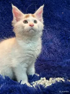 Мейн-кун котята