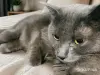 Кошки - Киткат -серебряная принцесса - Жлобин Киткат -серебряная принцесса - Жлобин - 264949 - Доска объявлений Kupika.by