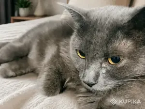 Киткат -серебряная принцесса