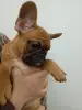 Французский бульдог, девочка - Вся Беларусь - 266032 - Доска объявлений Kupika.by - Фото 6