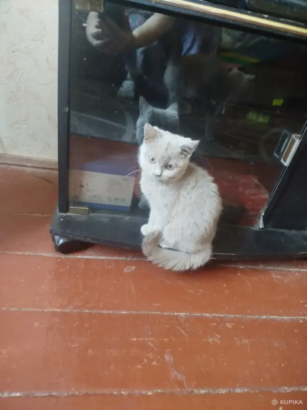 Котята бесплатно - Вся Беларусь - 264160 - Доска объявлений Kupika.by - Фото 6