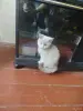 Котята бесплатно - Вся Беларусь - 264160 - Доска объявлений Kupika.by - Фото 6