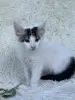 Кошки - Мейн-кун котята - Вся Беларусь - Фото 7 Мейн-кун котята - Вся Беларусь - 264222 - Доска объявлений Kupika.by - Фото 7