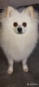 Щенки