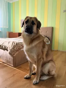 Собака