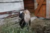 Продам козла нубийской породы с документами - Вся Беларусь - 264092 - Доска объявлений Kupika.by