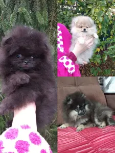 Померанский шпиц щенки мини мишка