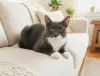 Кошка Шани - чудо подарок - Вся Беларусь - 265899 - Доска объявлений Kupika.by - Фото 2