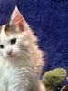 Кошки - Мейн-кун котята - Комарин - Фото 6 Мейн-кун котята - Комарин - 264967 - Доска объявлений Kupika.by - Фото 6