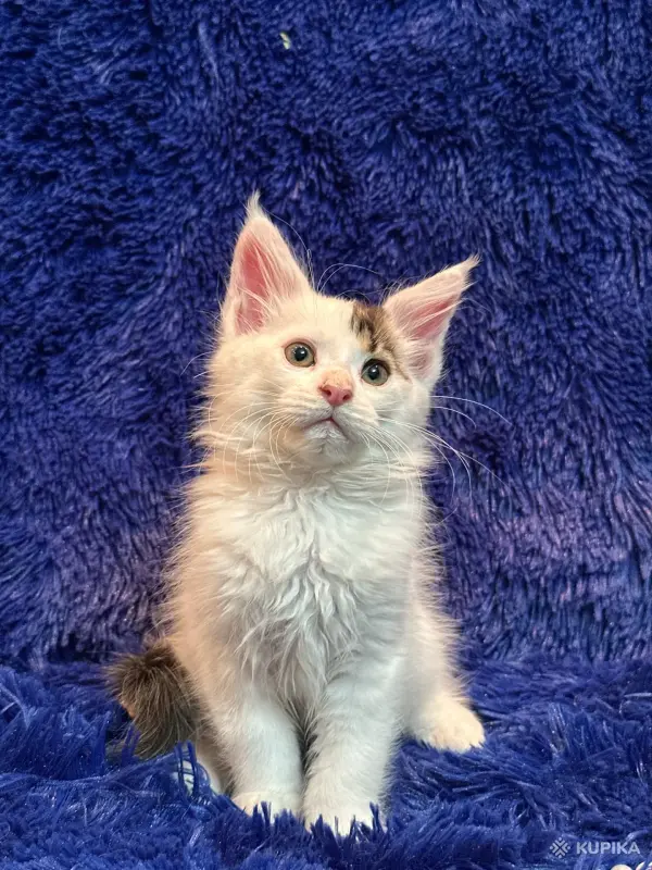 Кошки - Мейн-кун котята - Комарин - Фото 9 Мейн-кун котята - Комарин - 264967 - Доска объявлений Kupika.by - Фото 9