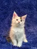 Кошки - Мейн-кун котята - Комарин - Фото 9 Мейн-кун котята - Комарин - 264967 - Доска объявлений Kupika.by - Фото 9